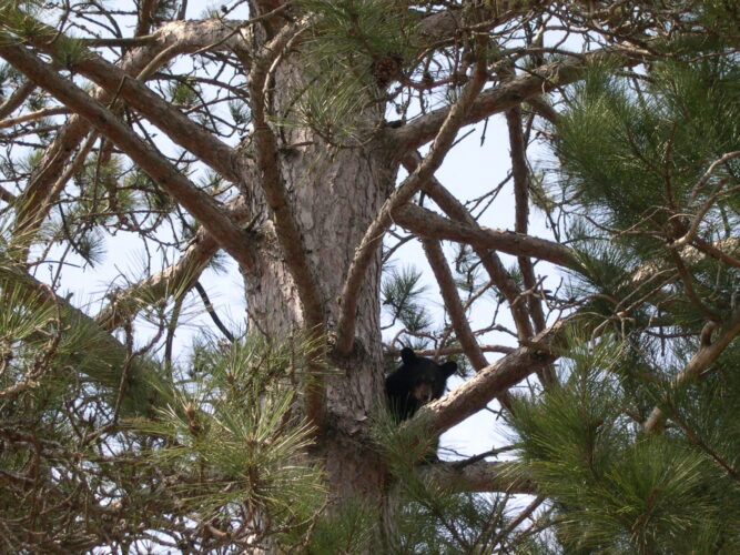 Changing wildlife communities